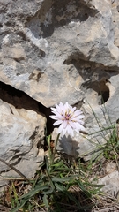 Pseudopodospermum papposum