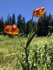 Lilium pardalinum vollmeri