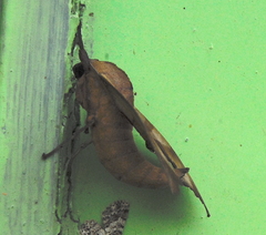 Marumba nympha