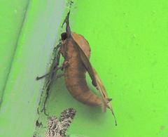 Marumba nympha