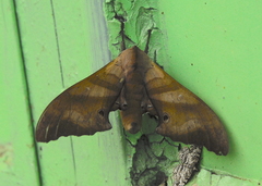 Marumba nympha