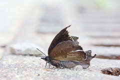 Mahathala ameria