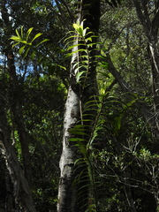 Freycinetia scandens
