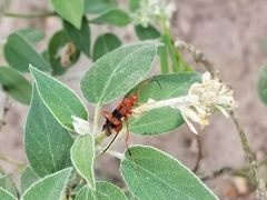 Compsocryptus texensis
