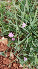 Trifolium eriosphaerum