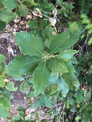 Quercus sadleriana