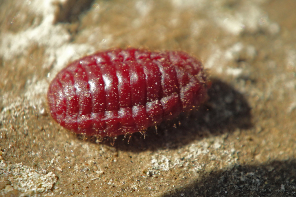 Porphyrophora hamelii from arazap armenia on september 26 2011 at 10 