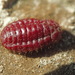 Porphyrophora hamelii - Photo (c) Vahe Martirosyan,  זכויות יוצרים חלקיות (CC BY-NC-ND), הועלה על ידי Vahe Martirosyan