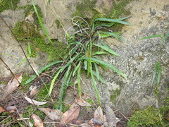 Asplenium attenuatum