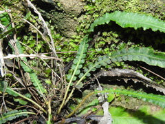 Asplenium attenuatum