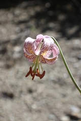 Lilium kelloggii