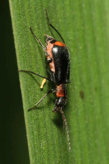 Axinotarsus pulicarius