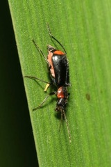Axinotarsus pulicarius