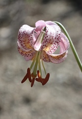 Lilium kelloggii