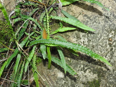 Asplenium attenuatum