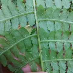 Athyrium oppositipennum
