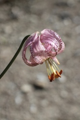 Lilium kelloggii