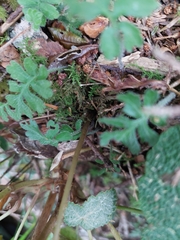 Athyrium oppositipennum