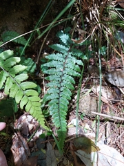 Athyrium leiopodum