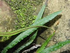 Asplenium attenuatum