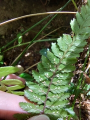 Athyrium leiopodum