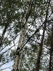 Betula pendula