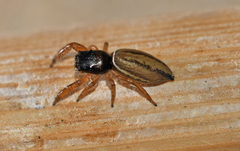 Marpissa grata