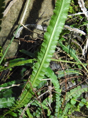 Asplenium attenuatum