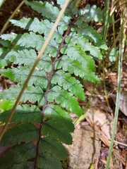 Athyrium leiopodum