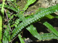 Asplenium attenuatum