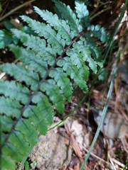 Athyrium leiopodum