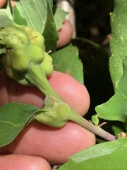 Neuroterus sadlerensis