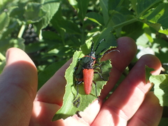 Desmocerus aureipennis