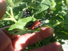 Desmocerus aureipennis
