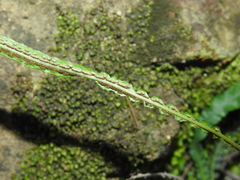 Asplenium attenuatum