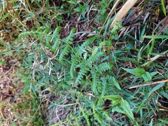 Athyrium reflexipinnum