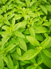 Mentha canadensis