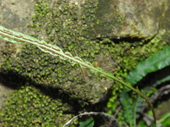 Asplenium attenuatum
