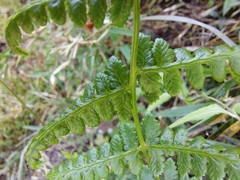 Athyrium reflexipinnum
