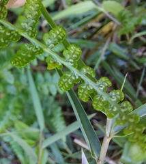 Athyrium reflexipinnum