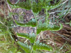 Athyrium reflexipinnum