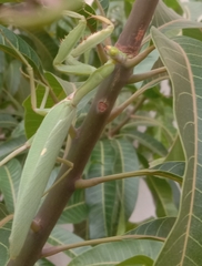 Hierodula tenuidentata