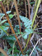 Athyrium reflexipinnum
