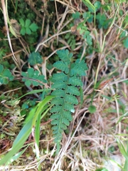 Athyrium nigripes