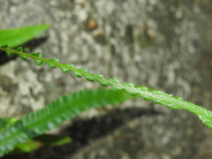 Asplenium attenuatum