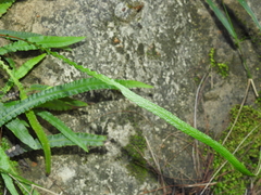 Asplenium attenuatum