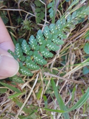 Athyrium nigripes