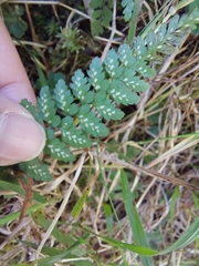 Athyrium nigripes