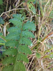 Athyrium nigripes