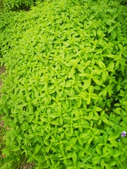 Mentha canadensis